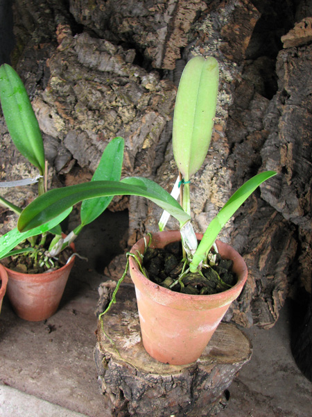 Cattleya labiata amesiana 'Super Star' (Z-43) x Cattleya labiata roxo bispo 'Urbano'.jpg