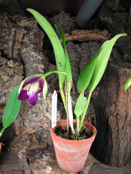 Brassolaeliocattleya Chinese Beauty 'Fire Phoenix'.jpg