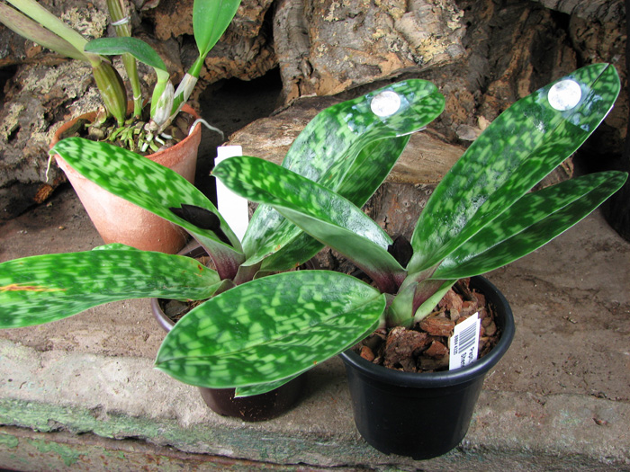 Paphiopedilum Shin-Yi Heart x Hung Sheng Star.jpg