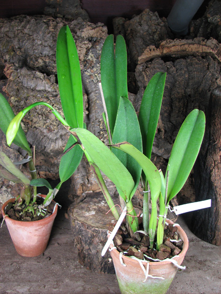 Brassolaeliocattleya Chinese Beauty 'Fire Phoenix'.jpg