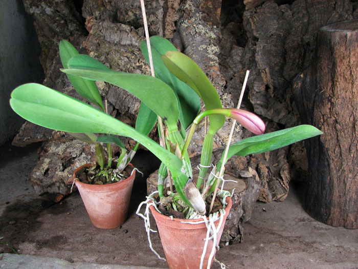 Brassolaeliocattleya Princess Masako 'Miyabi'.jpg