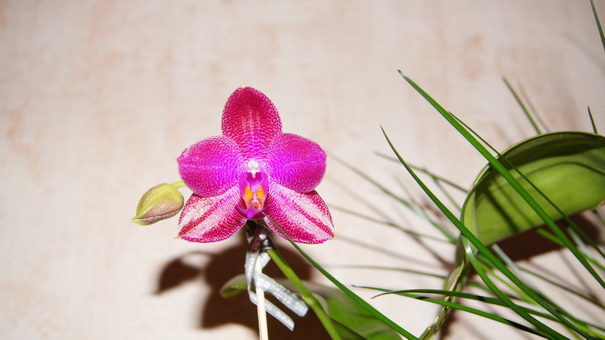 Phal. Mituo Sun 'Mituo #1' x Phal. Ld's Bear Queen