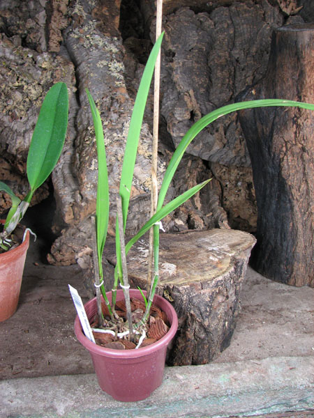 Brassocatanthe Roman Holidays.JPG