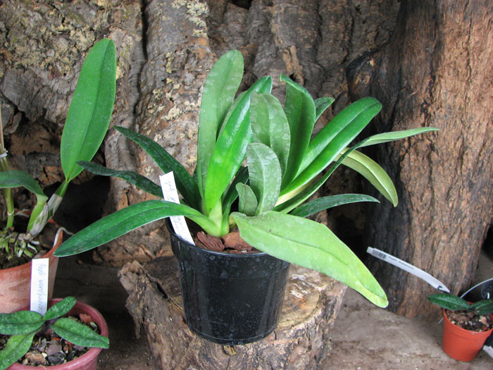 Paphiopedilum glaucophyllum x chamberlainianum x glanduliferum.jpg
