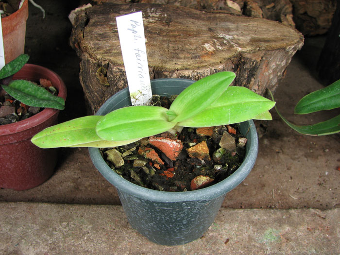 Paphiopedilum fairrieanum.jpg
