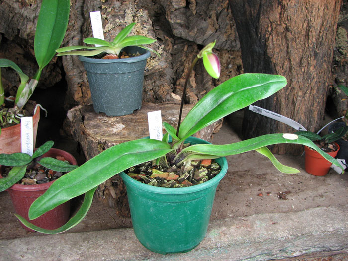 Paphiopedilum spicerianum.jpg