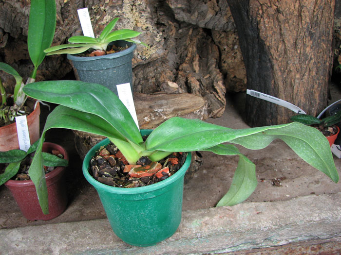 Paphiopedilum moquetteanum x anitum.jpg