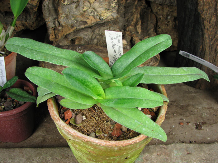 Paphiopedilum Prince Edward of York 'In-Charm' × Paphiopedilum armeniacum '#21'.jpg
