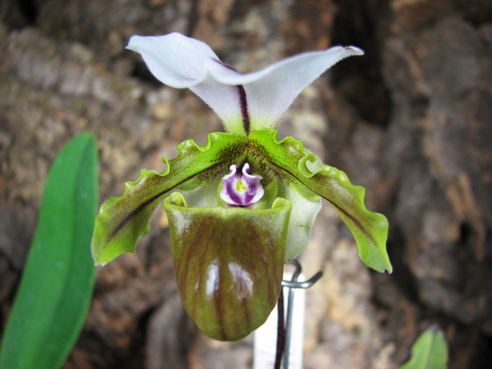 Paphiopedilum spicerianum 'St Alban' x self.jpg