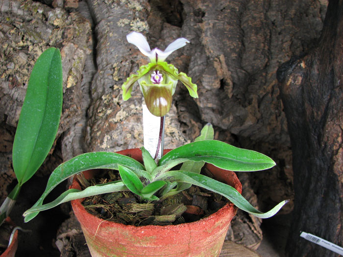 Paphiopedilum spicerianum 'St Alban' x self.jpg