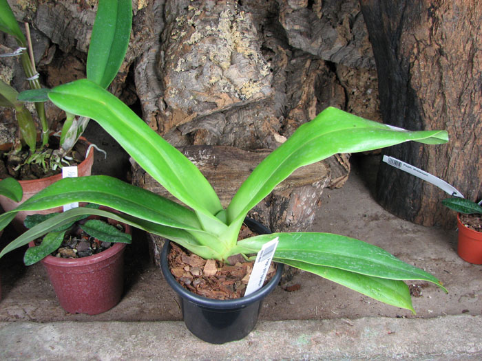 Paphiopedilum philippinense.jpg