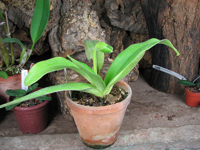Paphiopedilum Hung Sheng Curet × Enzan Fruit.jpg