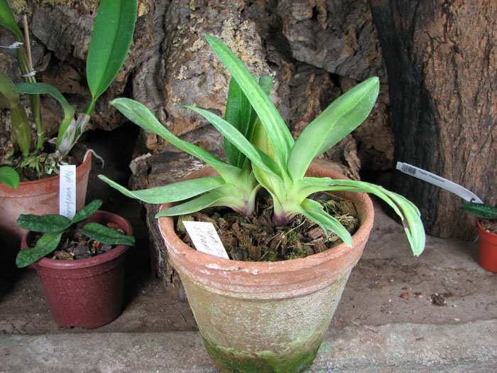 Paphiopedilum Delrosi 'Monique' × Paphiopedilum Starr Warr 'Eureka'.jpg