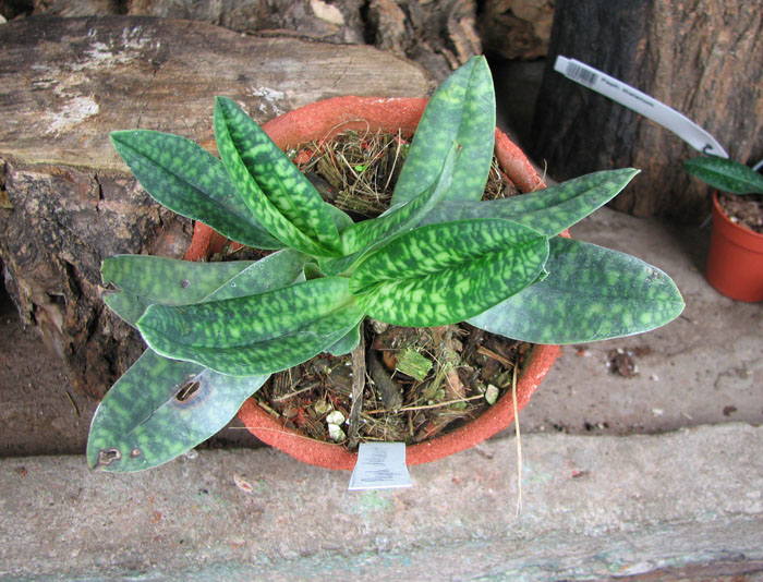 Paphiopedilum delenatii alba.jpg