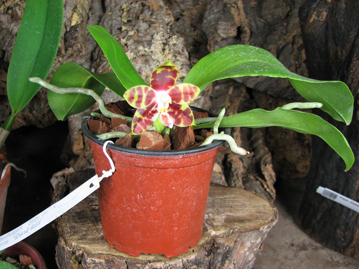 Phalaenopsis amboinensis 'Yung Ho' x Phalaenopsis venosa 'Dark Red'.jpg