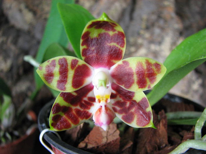 Phalaenopsis amboinensis 'Yung Ho' x Phalaenopsis venosa 'Dark Red'.jpg
