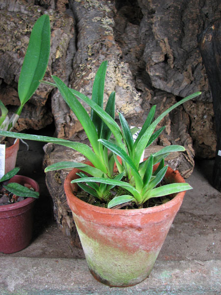Paphiopedilum Jerry Spence (Berenice '3759A' х rothschildianum 'Nan').jpg