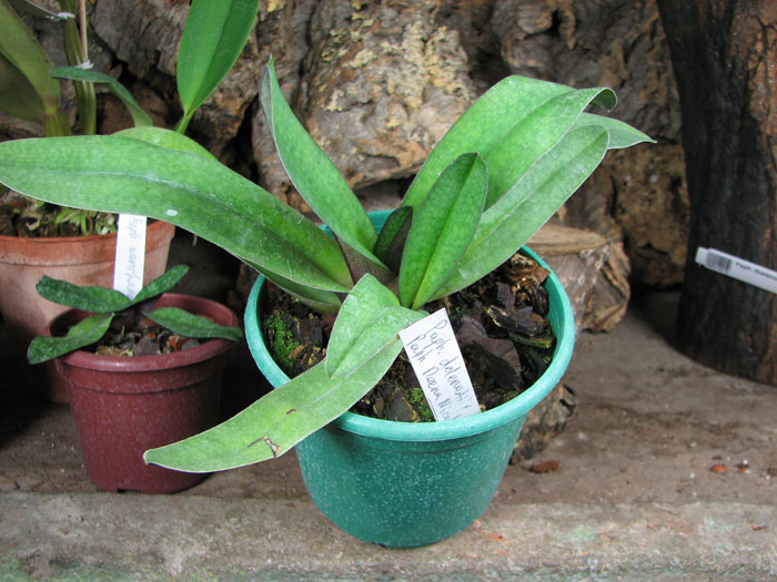 Paphiopedilum delenatii x Paphiopedilum Deena Nicol 'In-Charm'.JPG