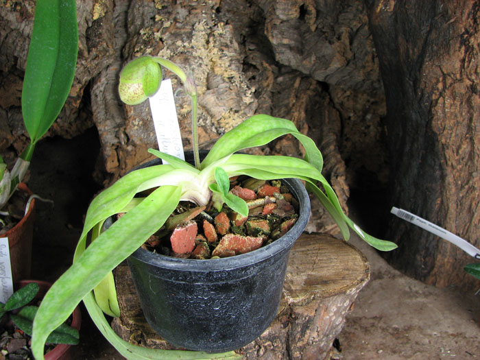 Paphiopedilum Pinocchio x godefroyae var album.jpg