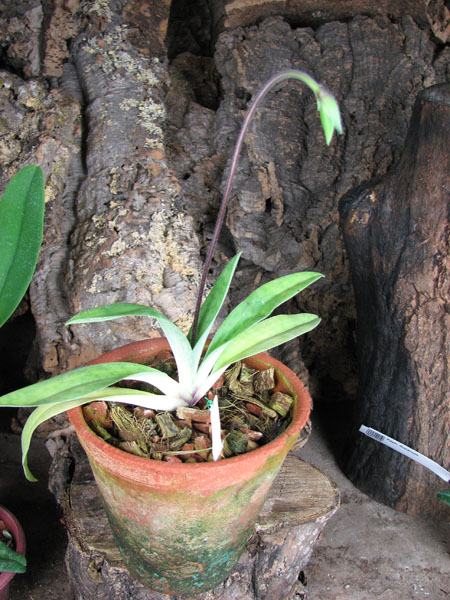 Paphiopedilum appletonianum.jpg