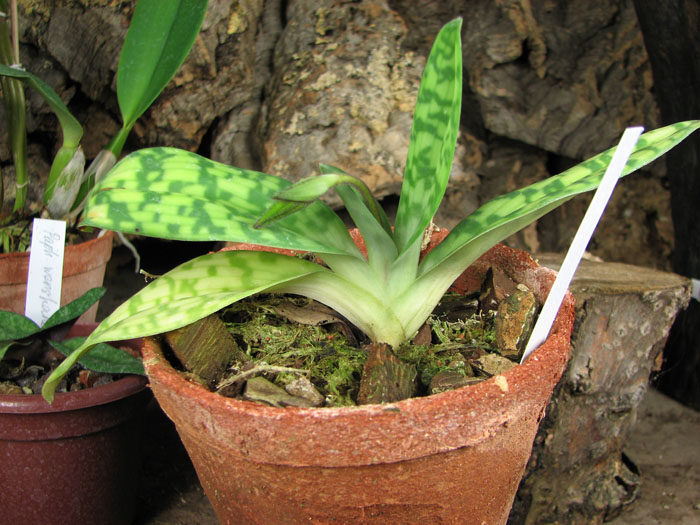 Paphiopedilum dayanum.jpg