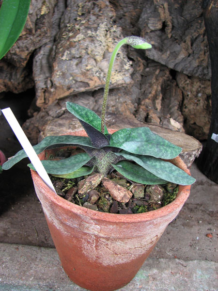 Paphiopedilum Norito Hasegawa (malipoense x armeniacum).jpg