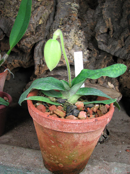 Paphiopedilum Memoria Larry Heuer (malipoense x emersonii).jpg