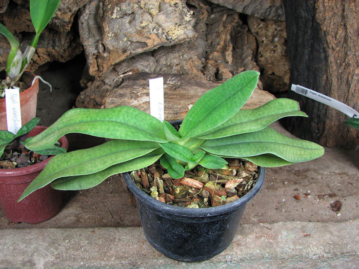Paphiopedilum delenatii x hangianum.jpg