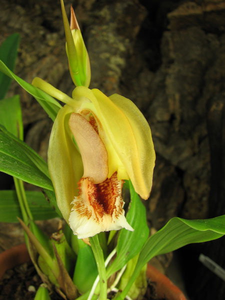 Coelogyne speciosa.jpg
