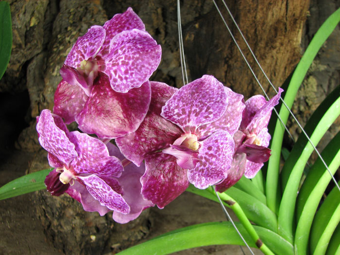 Vanda Fuchs Delight x Vanda Bitz's Heartthrob.jpg