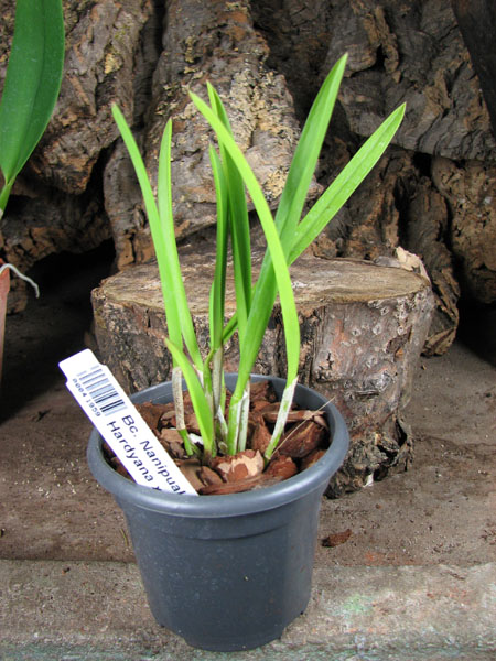 Brassocattleya Nanipuakea.jpg