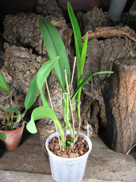 Brassocattleya Golf Green 'Hair Pig' (Cattleya Moscombe x Brassavola digbyana).jpg