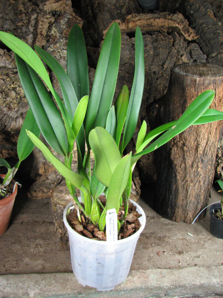 Laeliocattleya Canhamiana coerulea 'Azure Skies'.jpg
