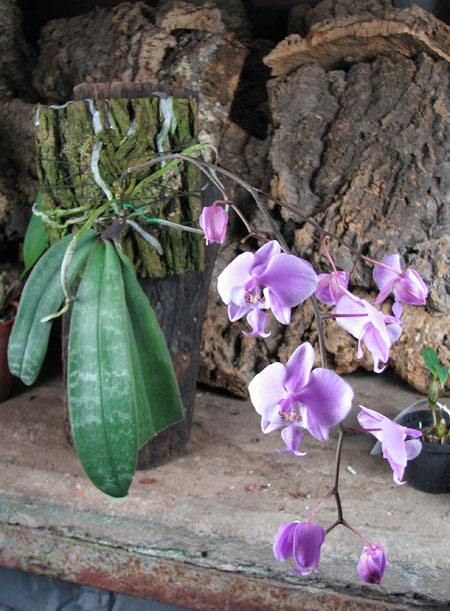 Phalaenopsis schilleriana.jpg