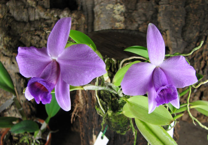 Laelia praestans.jpg