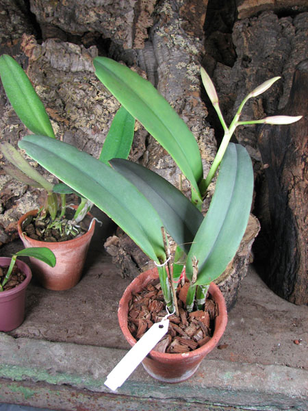 Cattleya maxima.jpg