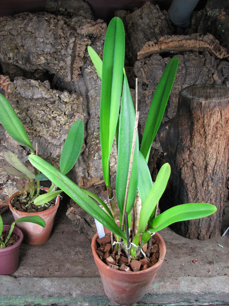 Laelia purpurata roxo-violeta x self.jpg
