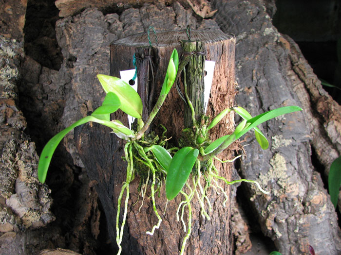 Sophrocattleya Pearllouis (Cattleya bicolor alba x Sophronitis coccinea).jpg