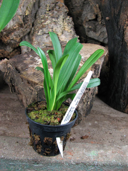 Dracula inaequalis.jpg