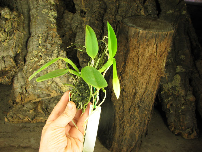 Laelia praestans.jpg