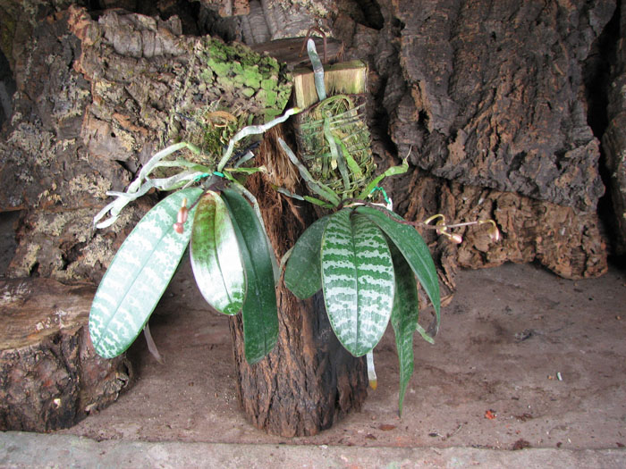 Phalaenopsis schilleriana.jpg