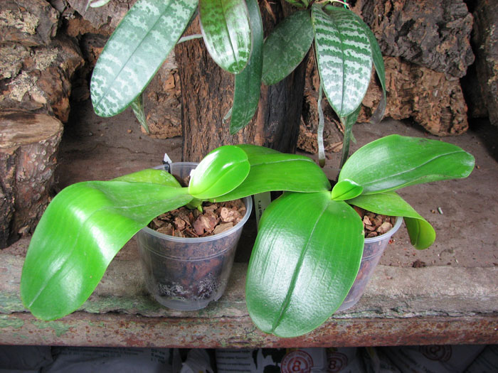 Phalaenopsis Mituo Sun 'Mituo #1' x Phalaenopsis Ld's Bear Queen.jpg