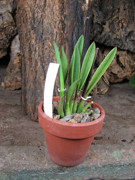 Laelia ghillanyi 'palha'.jpg