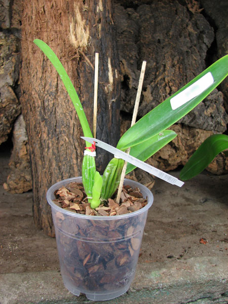 Cattleya percivaliana carnea x SELF.jpg