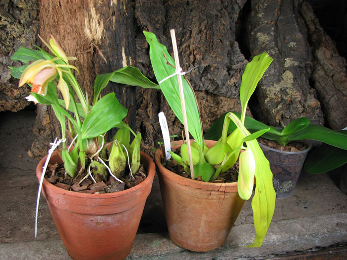 Coelogyne speciosa.jpg