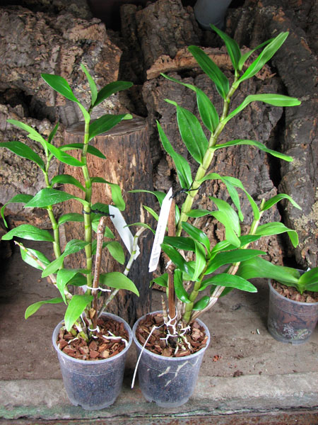 Dendrobium Dawn Marie.jpg