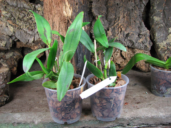 Potinara Burana Angel 'Hsinying'.jpg