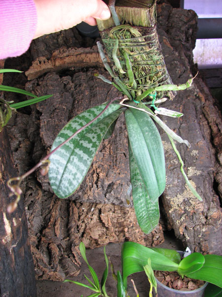 Phalaenopsis schilleriana.jpg