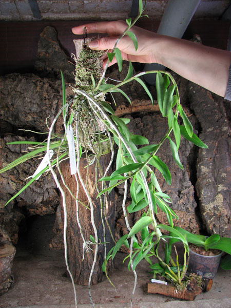 Dendrobium aphyllum FS.jpg