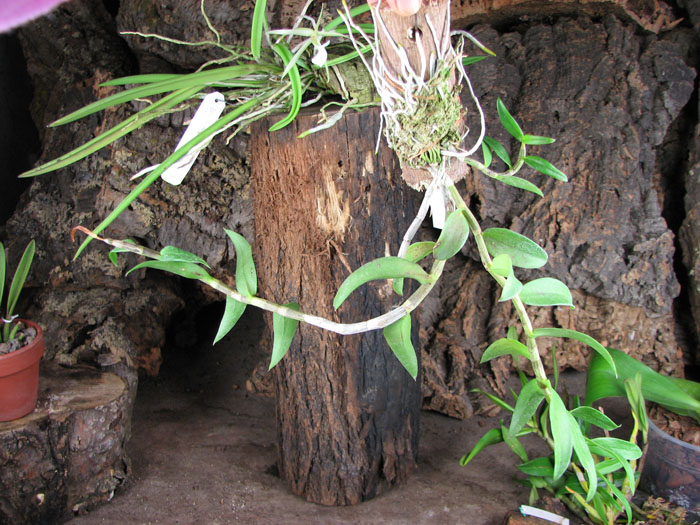 Dendrobium aphyllum BS.jpg